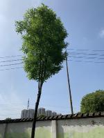 tree yolo project thumbnail