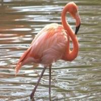 Bird project thumbnail
