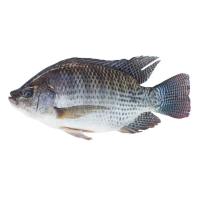 Fish project thumbnail