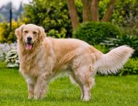 Dogs project thumbnail