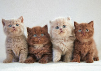 cat detection project thumbnail