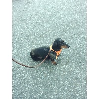 Dog project thumbnail