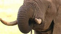 Elephant Model project thumbnail