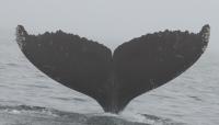 Happy Whale Tail Identifier project thumbnail