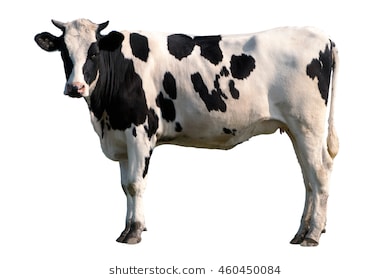 Thecowface Object Detection Model by face cow