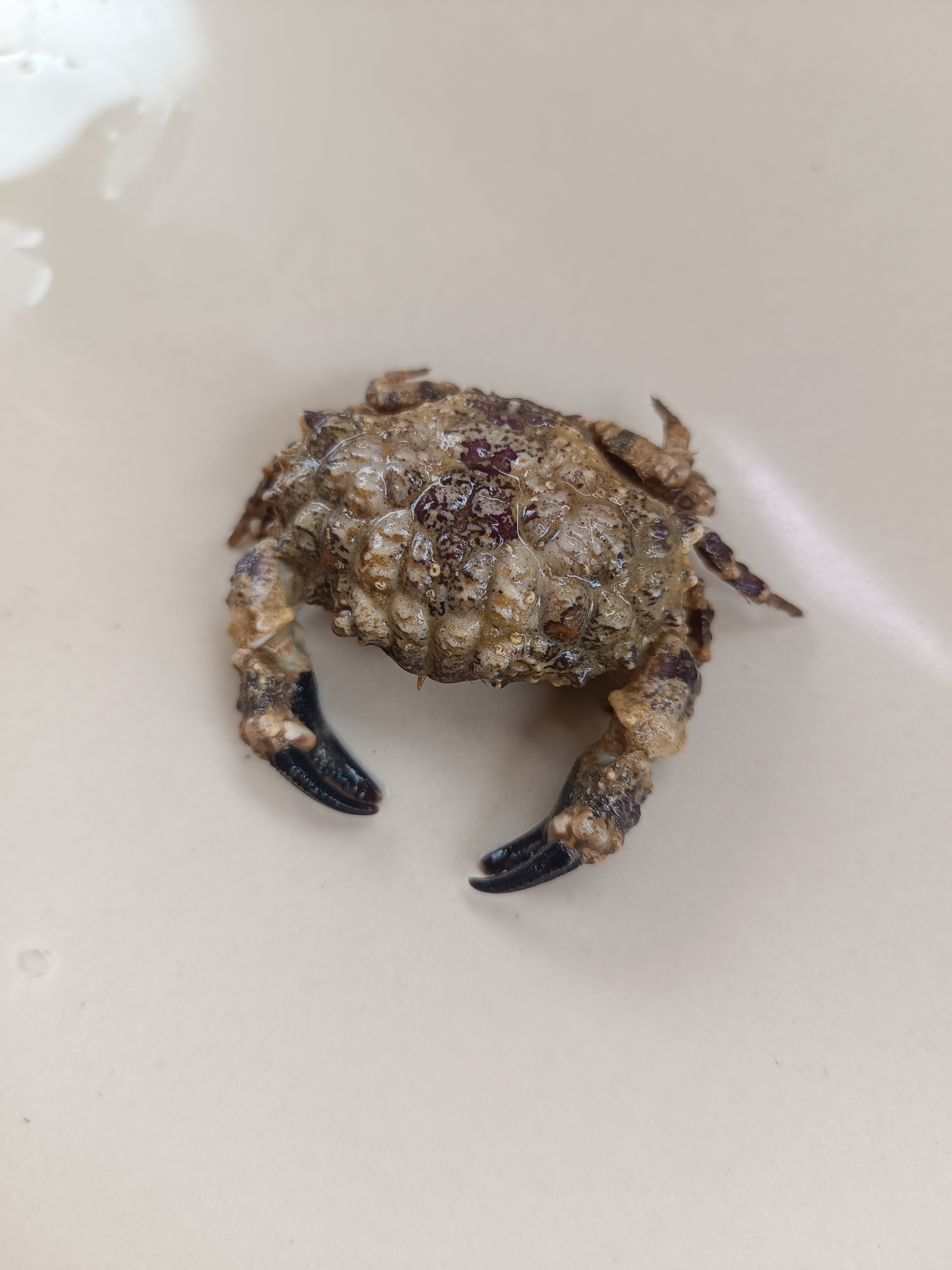 Crab Datasets Object Detection Dataset by dotx