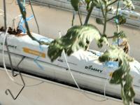 Tomato leaf diseases project thumbnail
