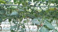 real tomato project thumbnail