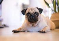 Dog cat bird project thumbnail