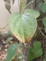 disease project thumbnail