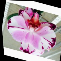 cher flower detection project thumbnail