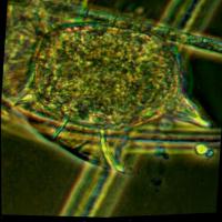 Anotasi Object project thumbnail
