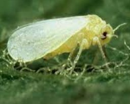 Milpat Insect pest Object Detection Dataset by VITAP UNIVERSITY