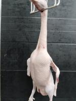 Separate duck parts project thumbnail