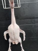 Torn duck neck project thumbnail