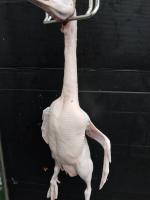 Breast_farm project thumbnail