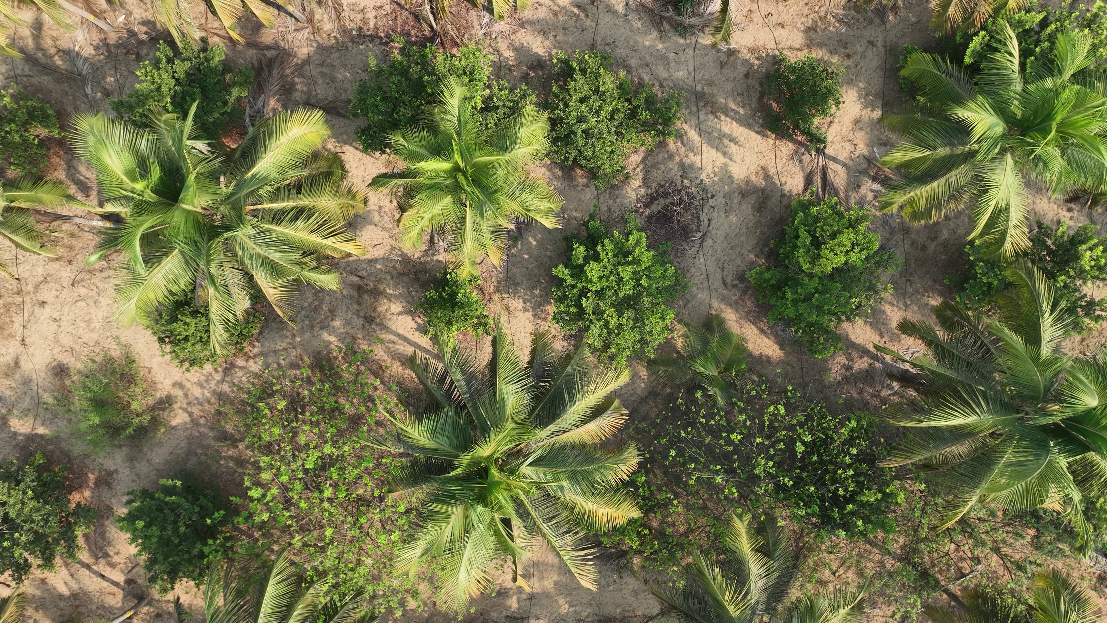 coconut_trees Object Detection Model by coconut dataset