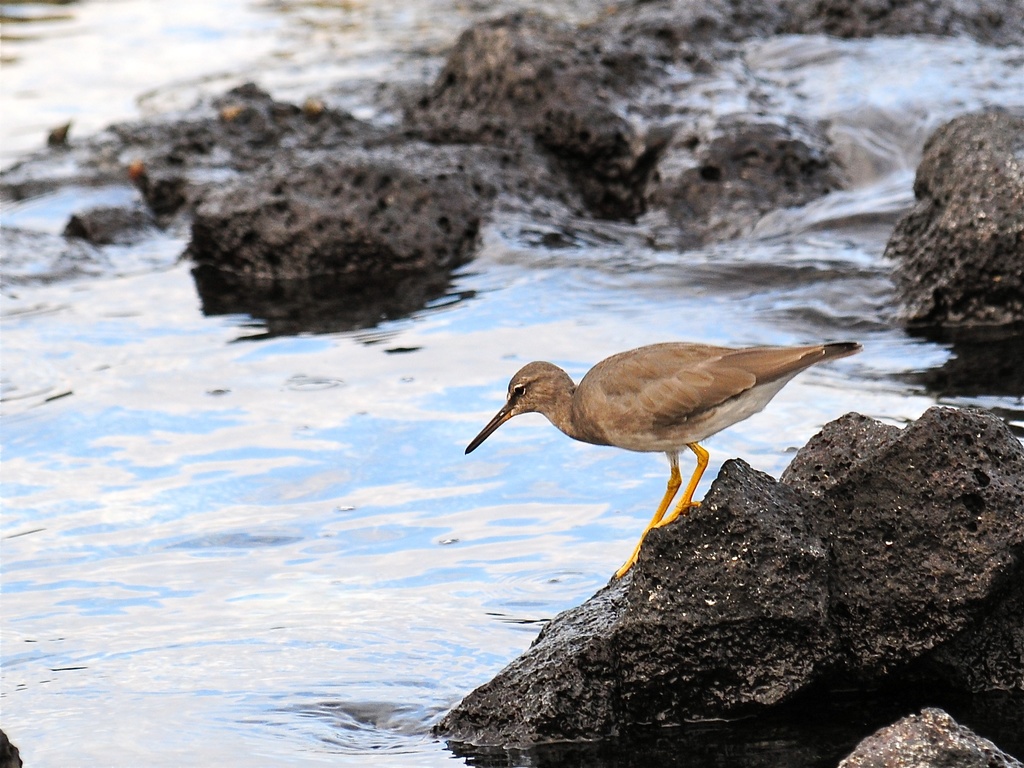 TOD_MS Object Detection Model by Helwan