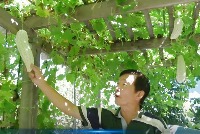 White Jade Bitter Melon project thumbnail