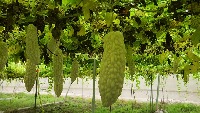 White Jade Bitter Melon 0715 project thumbnail