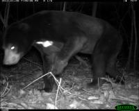 4_bear project thumbnail