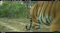 2_tiger project thumbnail