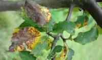 Leaf healthiness project thumbnail