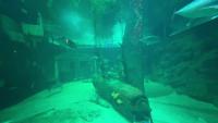 FishDetection project thumbnail