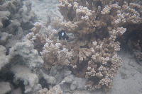 Fish1 project thumbnail