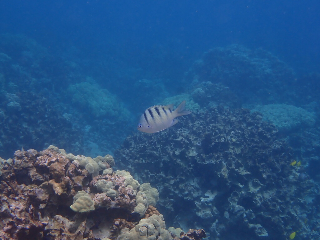 Fish Task Fish Object Detection Dataset by fish