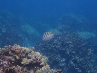 Fish project thumbnail