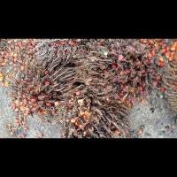 oil-palm-ripeness-rev2 project thumbnail