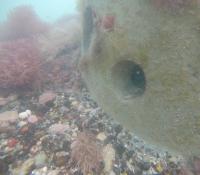 Marine project thumbnail