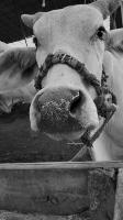 cow-face-detection project thumbnail