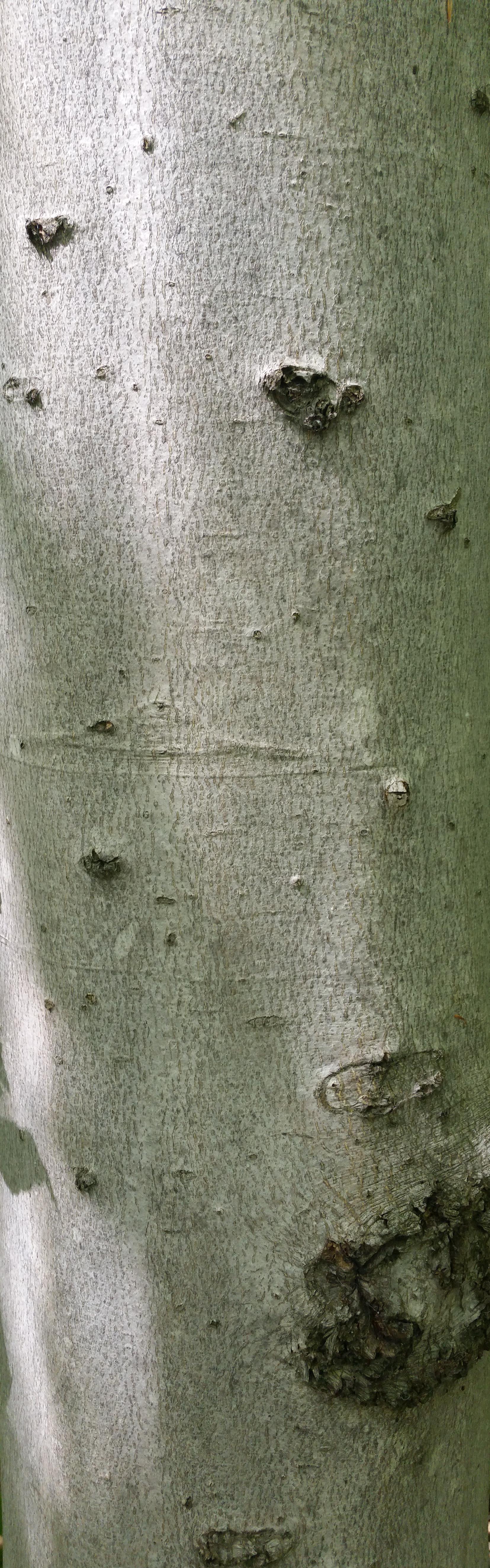 Classifying Tree Genera Based on Bark Texture v1 Classification Model ...