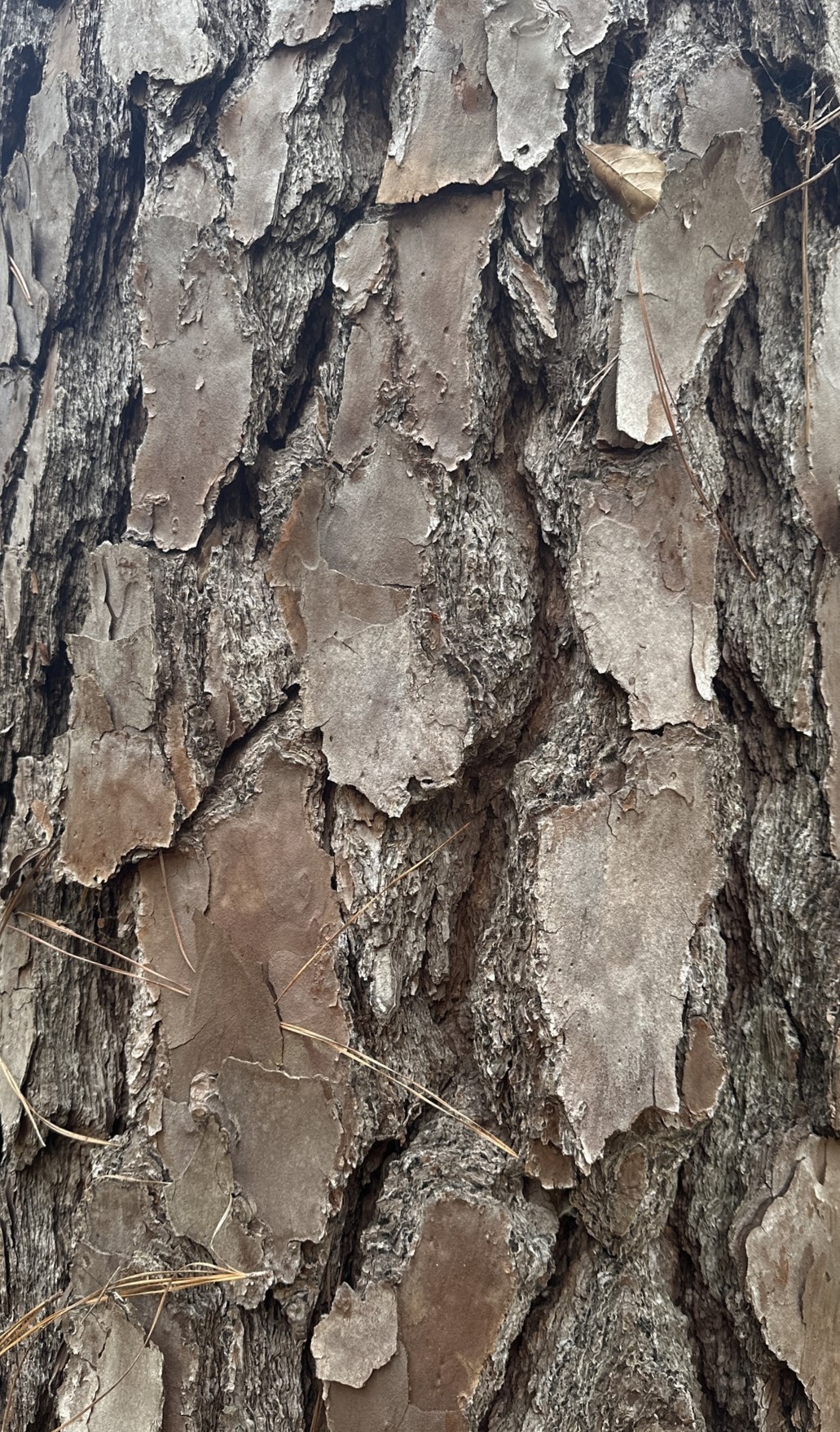 Bark-to-Tree Identifier v3 Classification Model by Erins Workspace