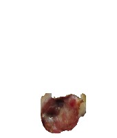 tissues_segment 2.0 project thumbnail