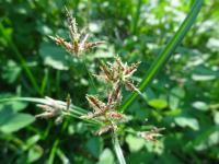 Cyperus rotundus project thumbnail