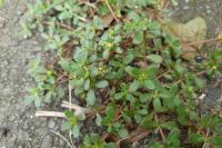 Portulaca oleracea project thumbnail