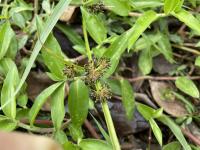 Cyperus difformis project thumbnail