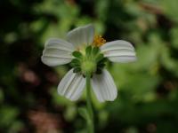 Bidens alba project thumbnail