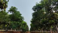 Tree detection  project thumbnail