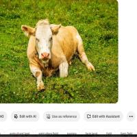 cow_detection project thumbnail