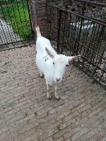 goat_detection project thumbnail