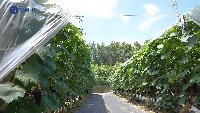 grapes detection project thumbnail