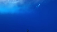 fishes project thumbnail