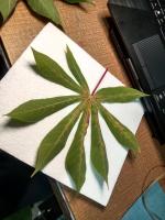 Herbal Plant Detection project thumbnail