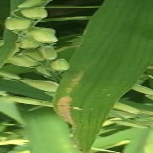 Plant Leaf Object Detection Dataset by Anu