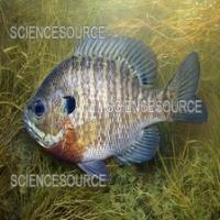 Sportfish classification project thumbnail