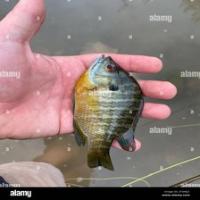 Find fish project thumbnail